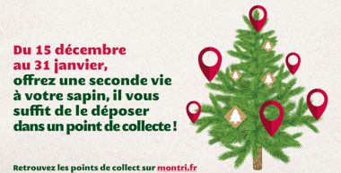 Donner une seconde vie aux sapins